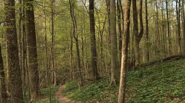 Hueston Woods Hiking Trail